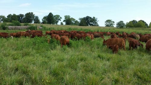 Brown cows graze in a freshly opened pasture that looks healthy with its tall grass.