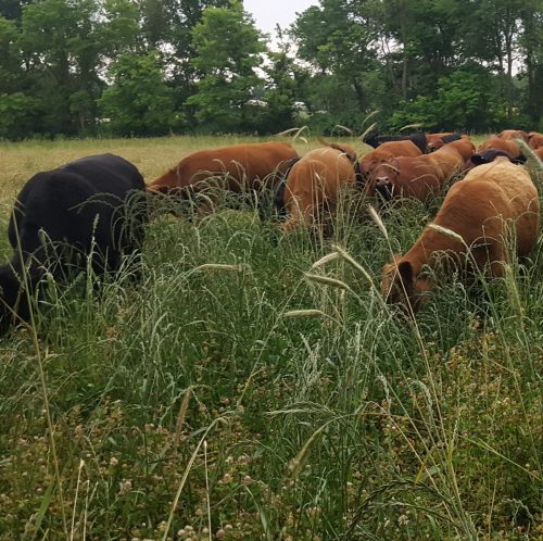 Brown cows grazing a pasture, but their heads cannot be seen the grass is so high. Also visible in the fields is a diversity of plant species.