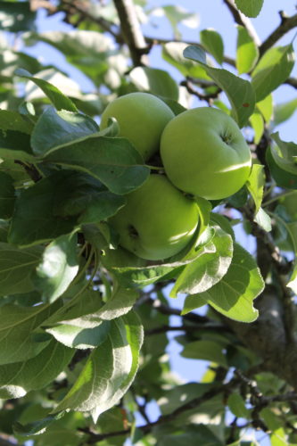 Apples and Pears: How to Tell When Theyre Ripe