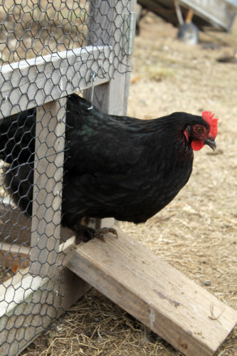 A black chicken exits a wire enclosure.