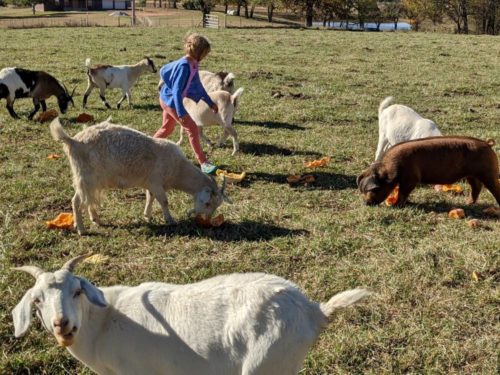 Goats and pigs eating discarded pumpkins.