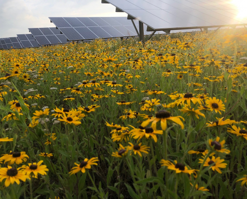 Solar array in a field of flowers