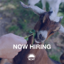 Now Hiring Goat