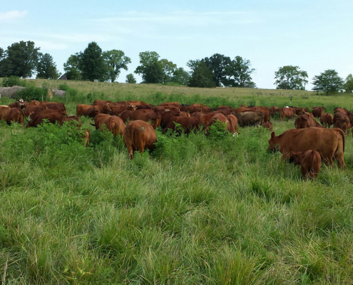 Brown cows graze in a freshly opened pasture that looks healthy with its tall grass.