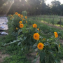 Sunflowers growing in incubator farm plot.