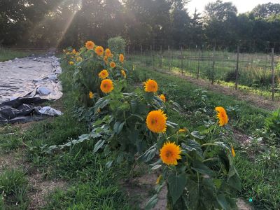 Sunflowers growing in incubator farm plot.