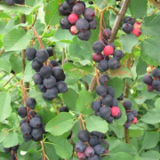 Clusters of pink and blue juneberries on a bush.