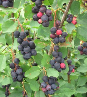 Clusters of pink and blue juneberries on a bush.
