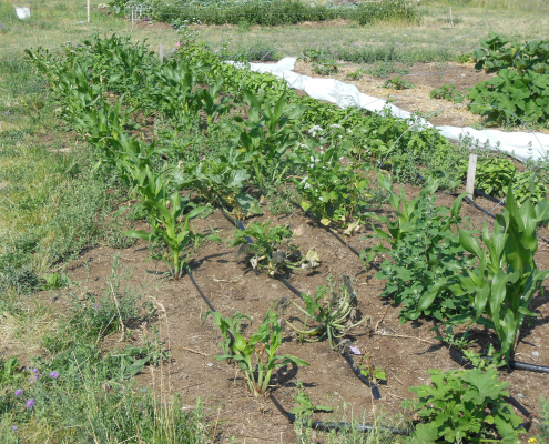 NCAT SIFT Farm