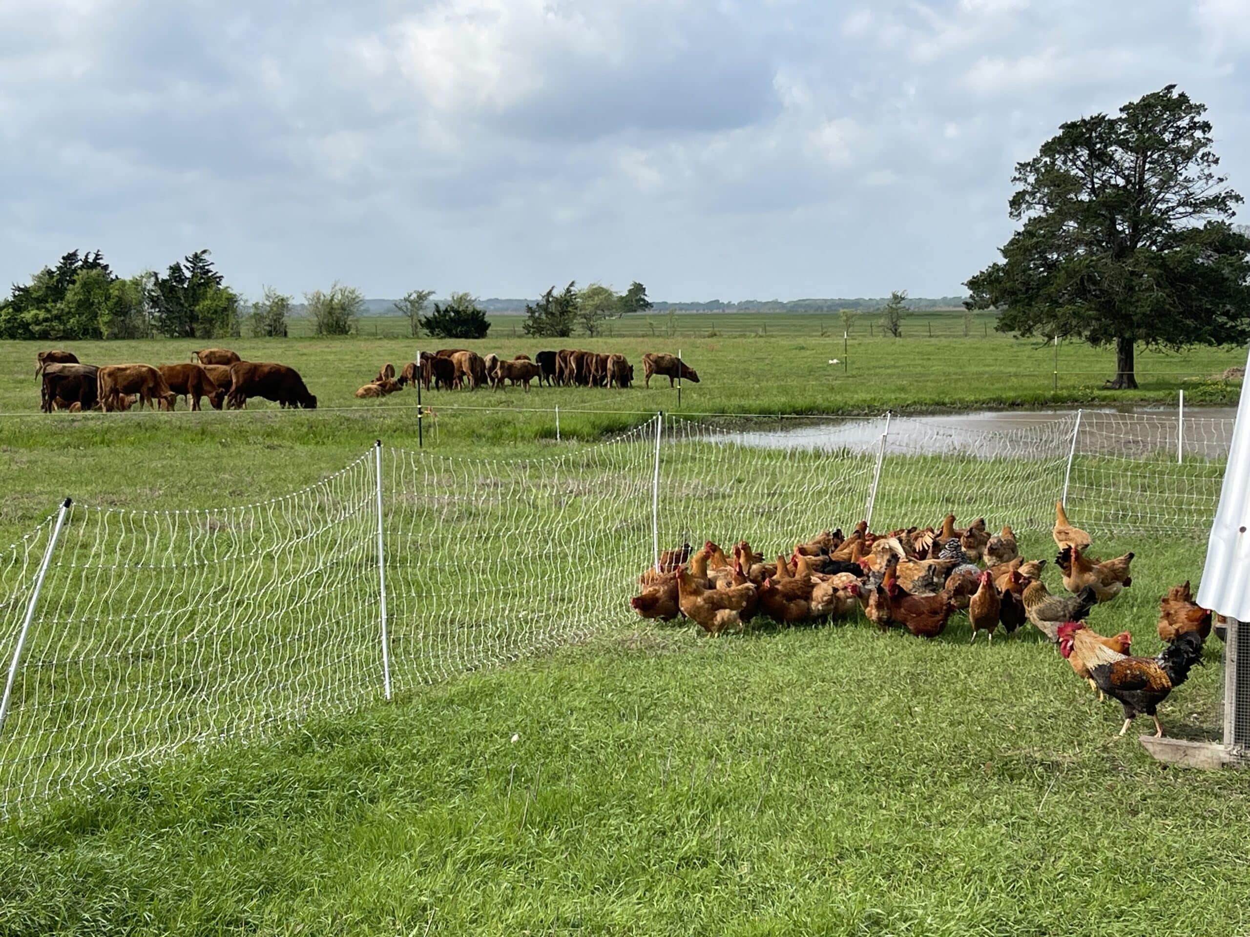 cattle and poultry on pasture