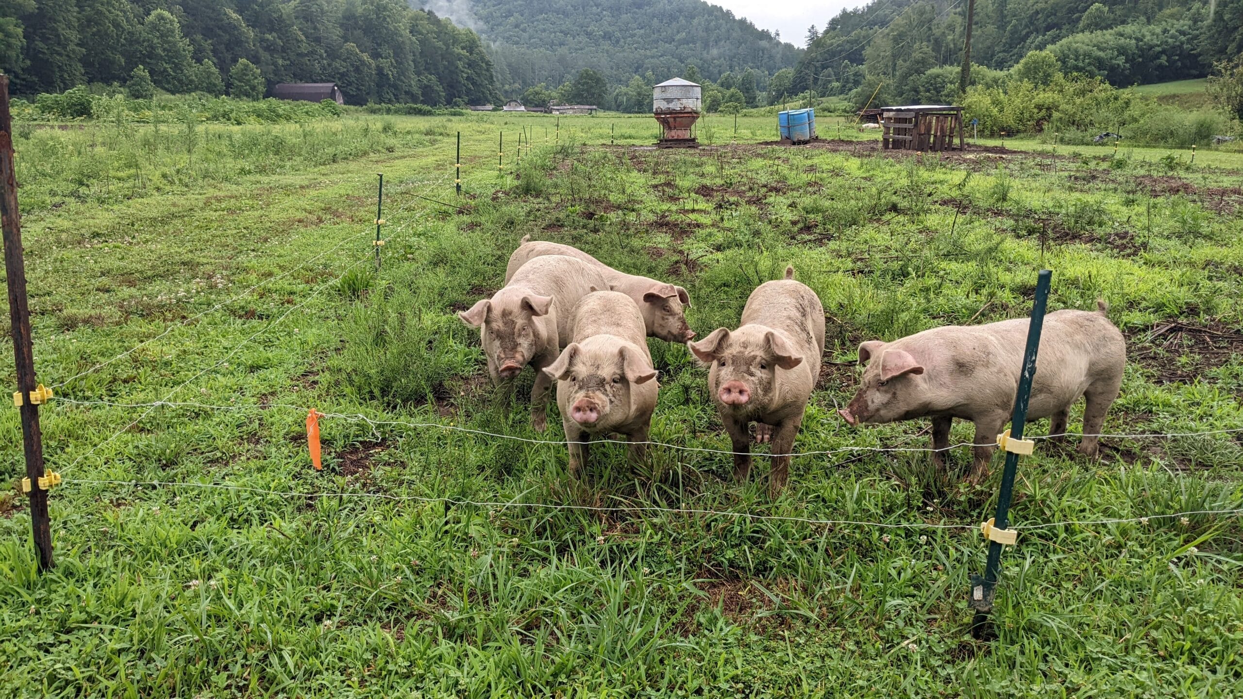 five pink pigs in a grass-filled pen fenced with electric wire