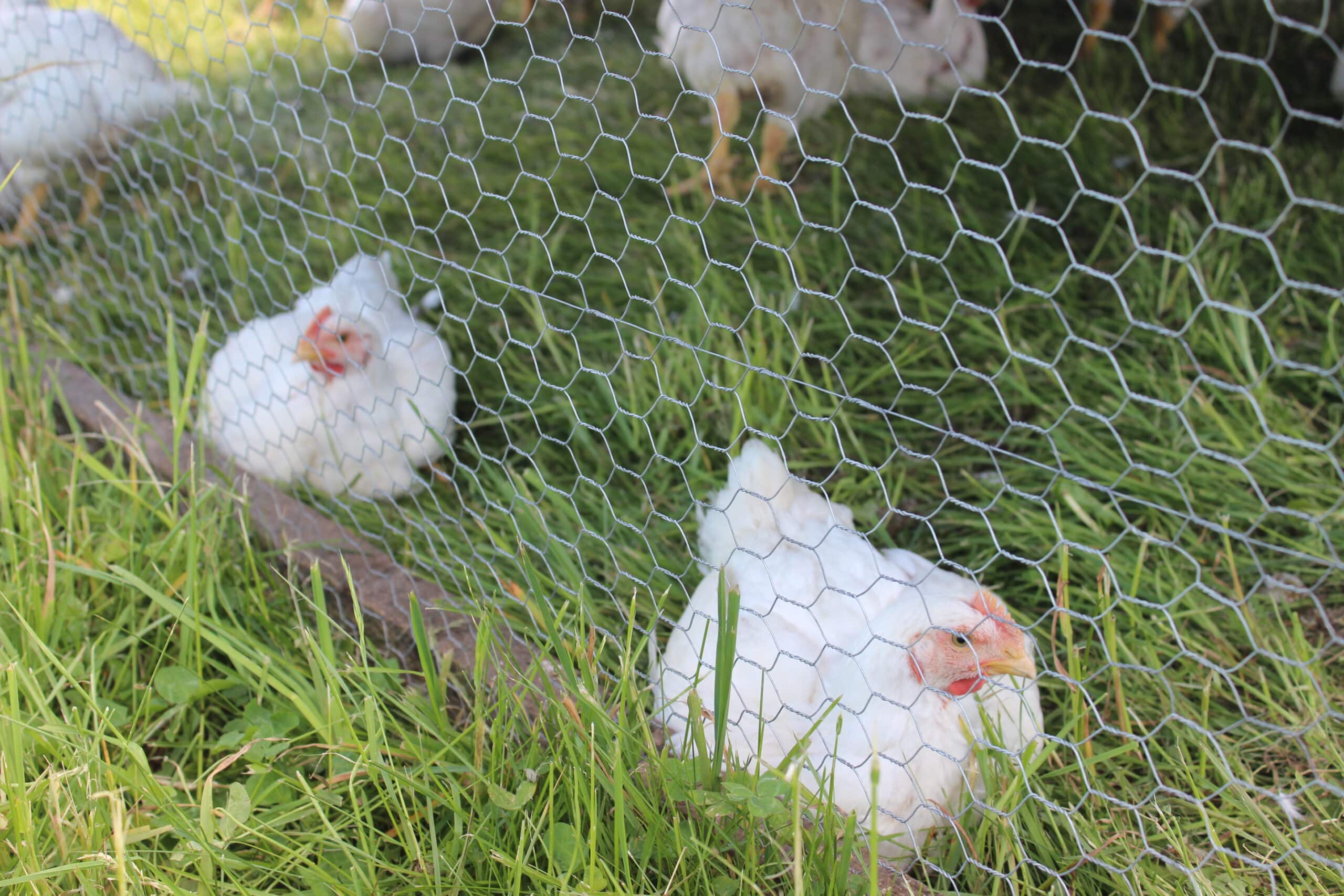 Pollos blancos sentados en la hierba verde detrás de una malla metálica.