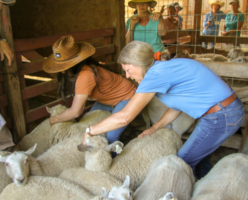NCAT's Linda Coffey works with sheep during a training.