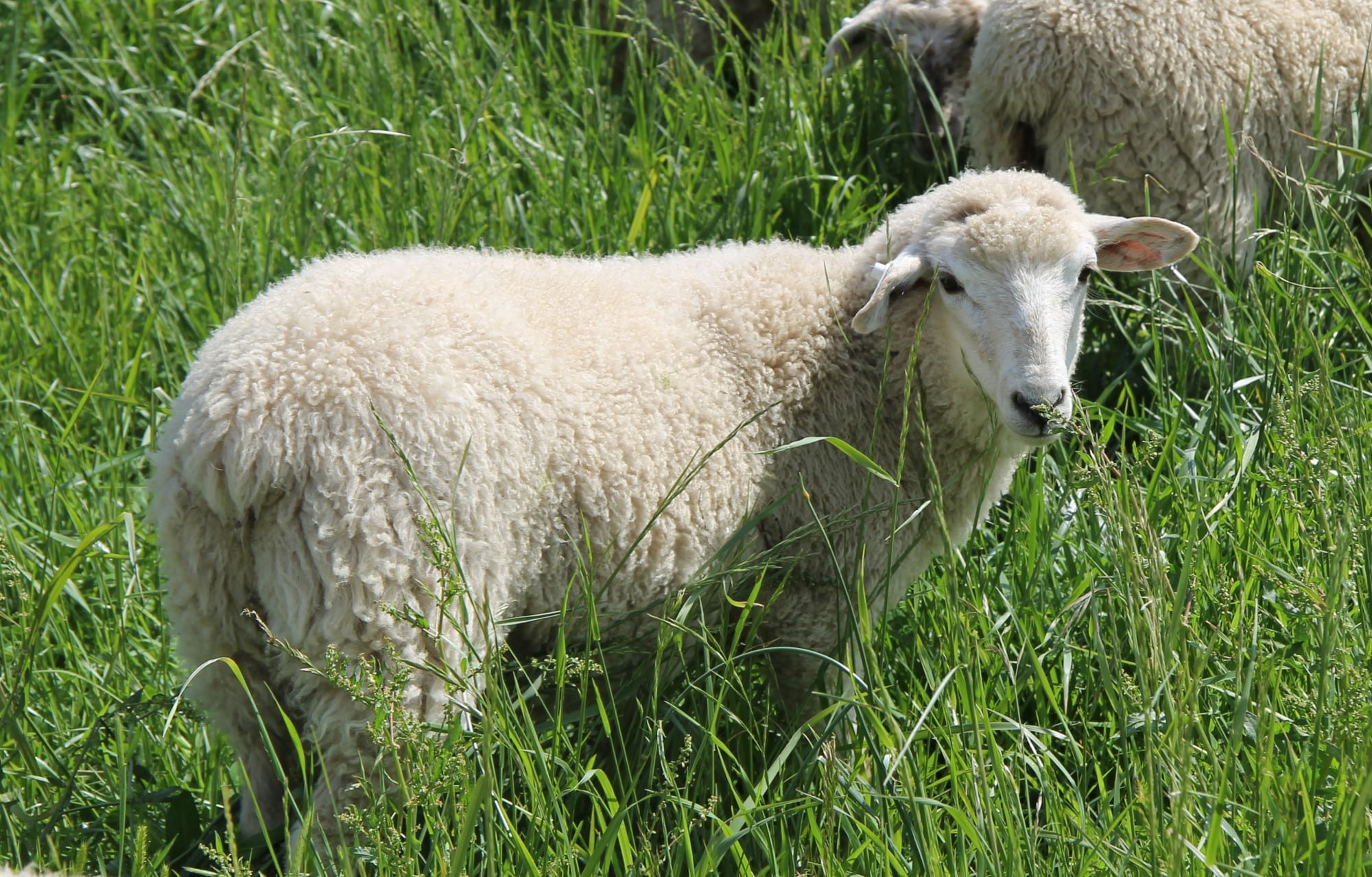 white lamb in field of tall green grass