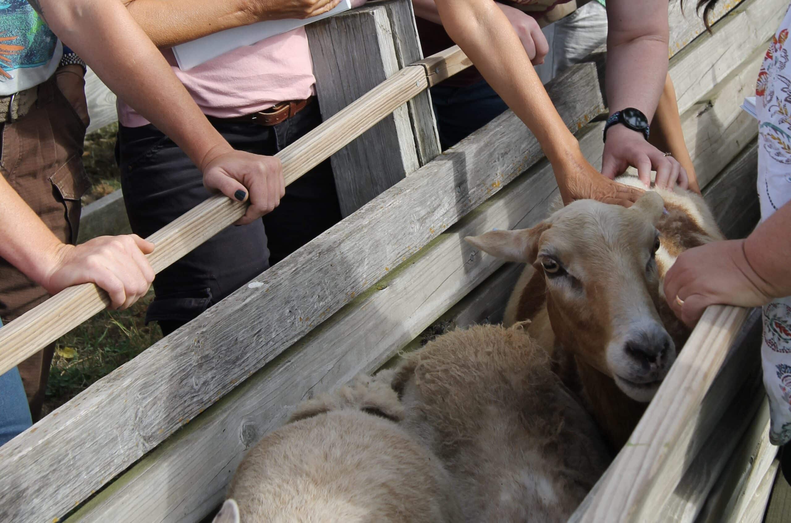hands reaching to touch sheep in a wooden chute