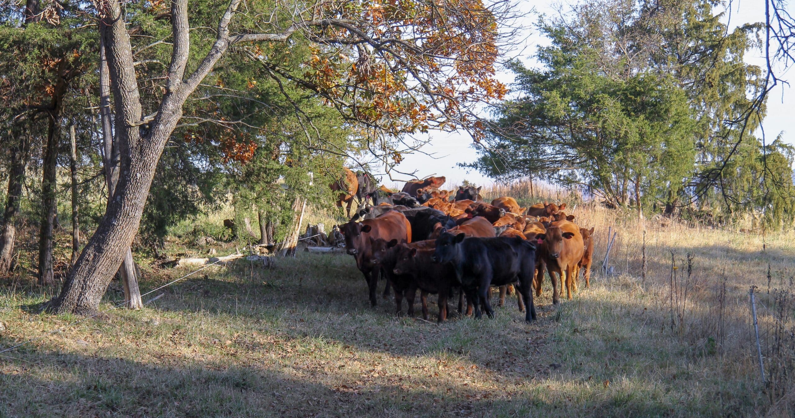 a group of cattle in the shade of trees
