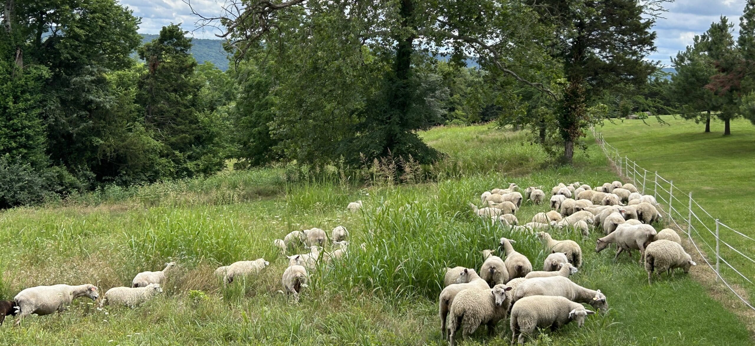 sheep grazing in tall grass in pasture with trees in background