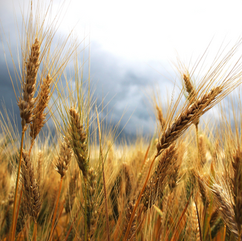 Closeup of wheat