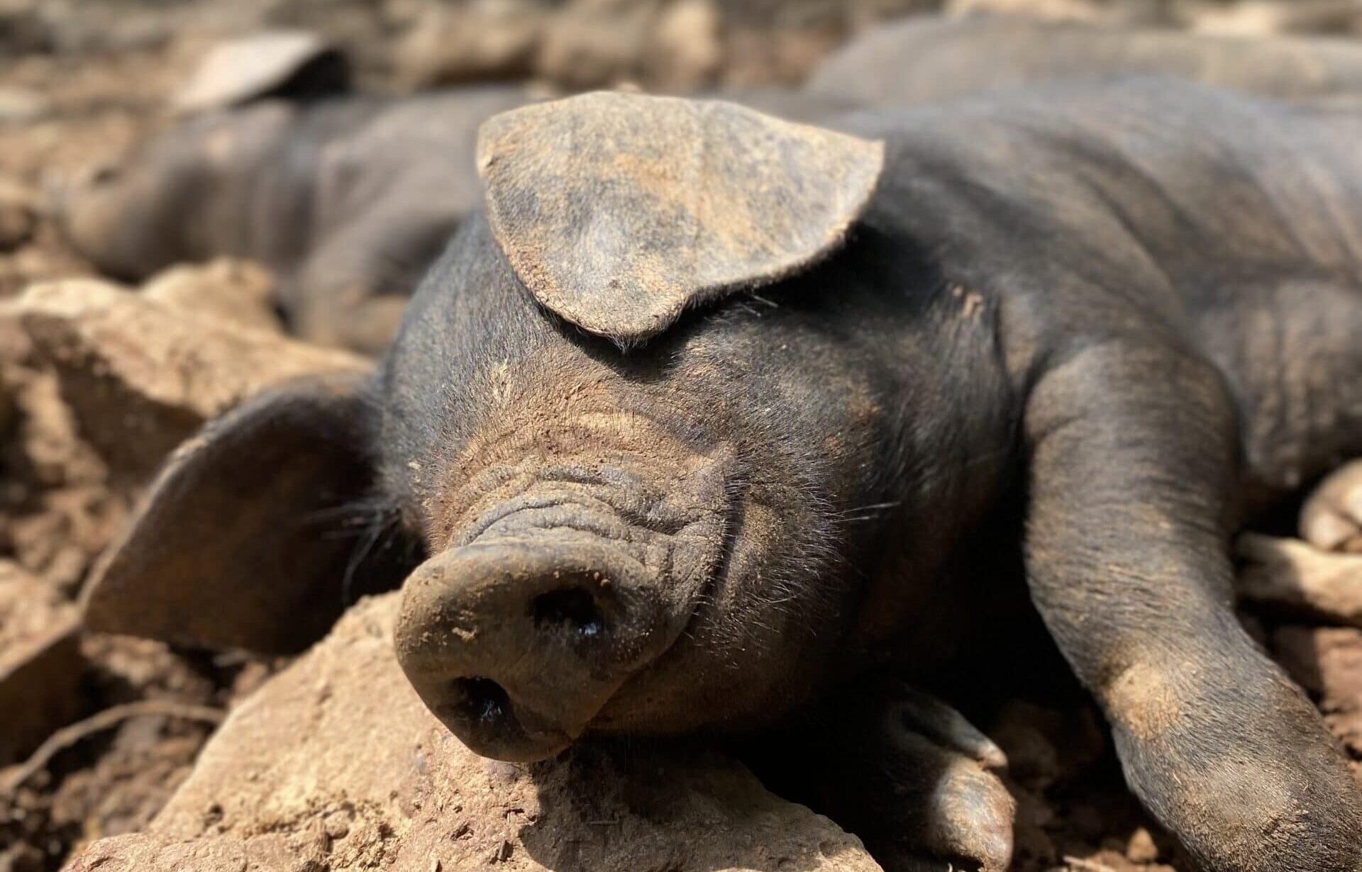piglet basking in the sun