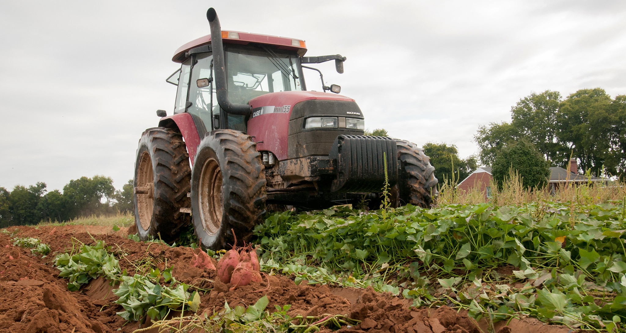 Red tractor parked in a sweet potato field
