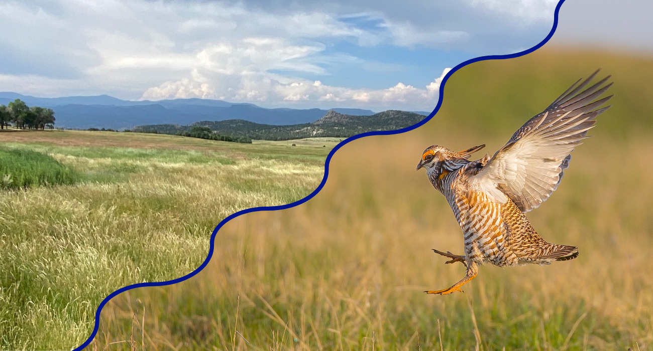 Image of prairie with mountains in the distance and Lesser Prairie Chicken in flight.