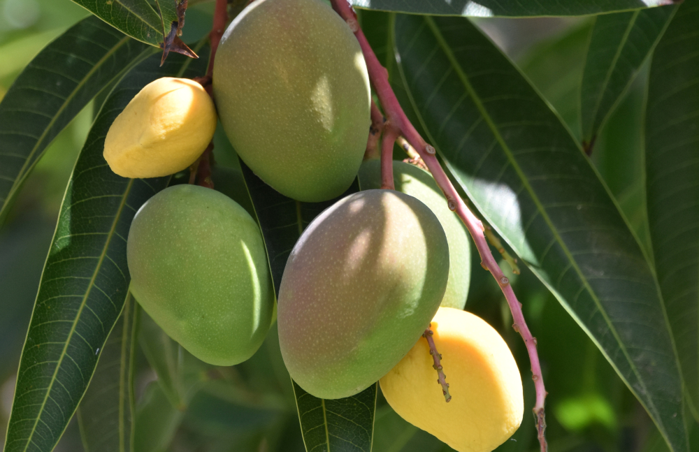 Mangos on tree