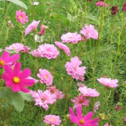 Light and dark pink cosmos in the field.