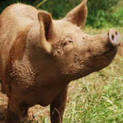 A reddish-brown pig stands with face to the sun, almost seeming to be smiling.