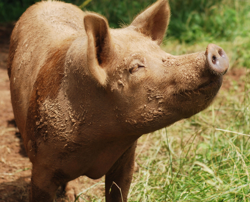 A reddish-brown pig stands with face to the sun, almost seeming to be smiling.