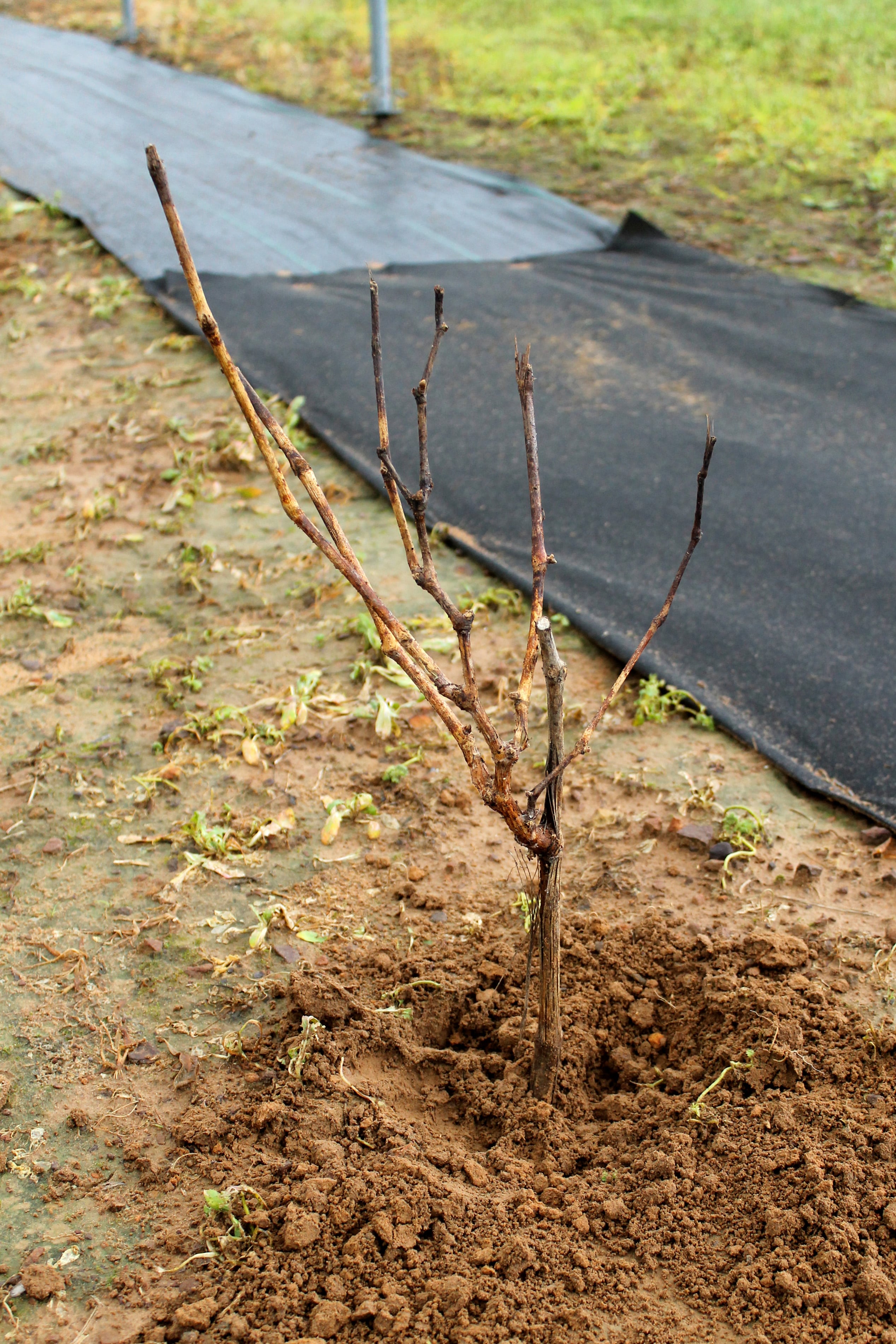 Grape vines planted in the high tunnel
