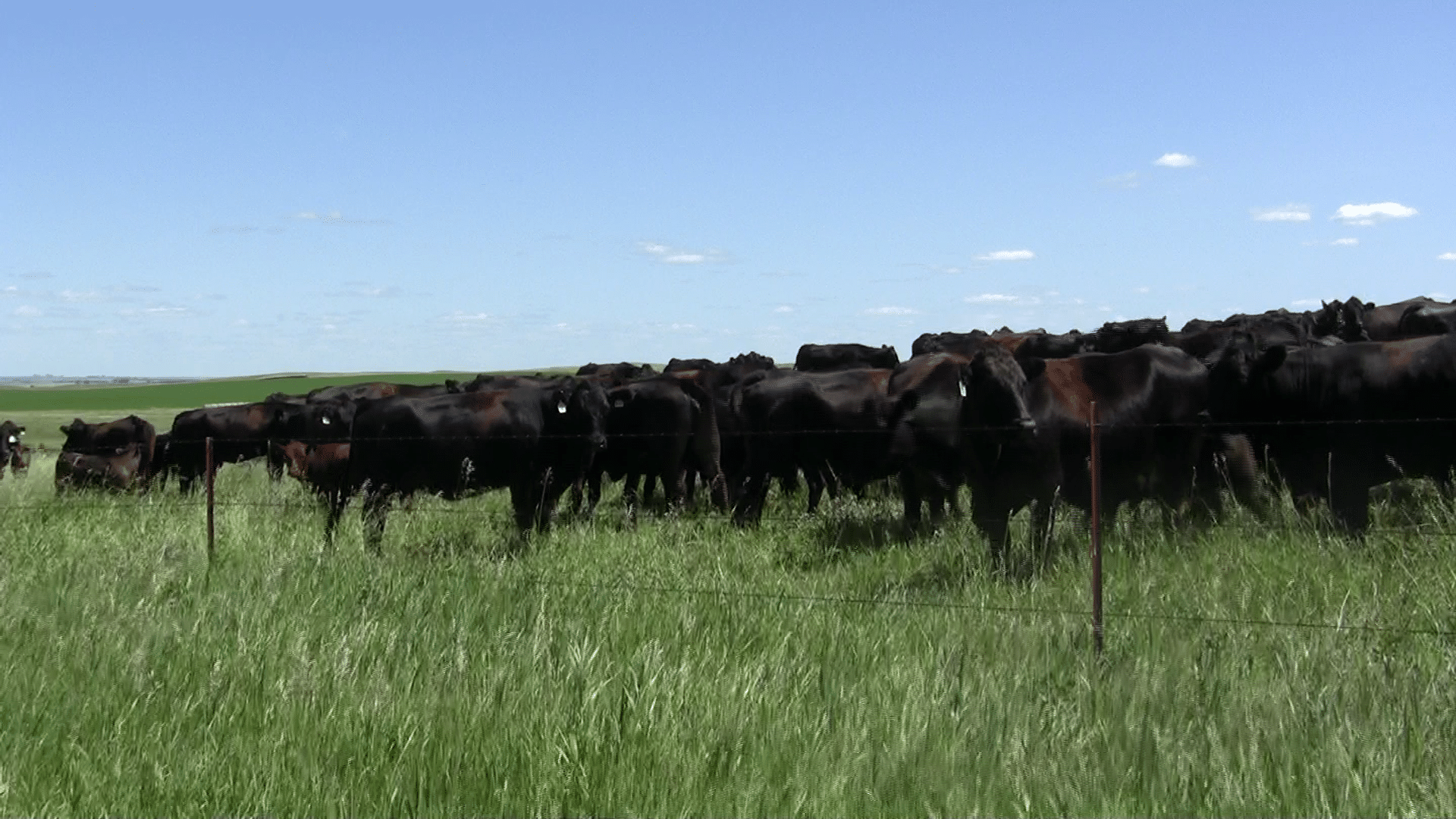 El ganado de Brown’s Ranch. 