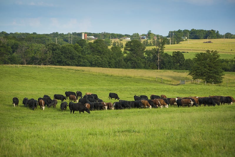 Cattle grazing on South Farm Research Center, Missouri