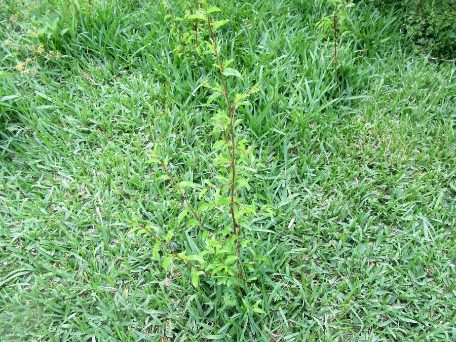 plum root sucker 