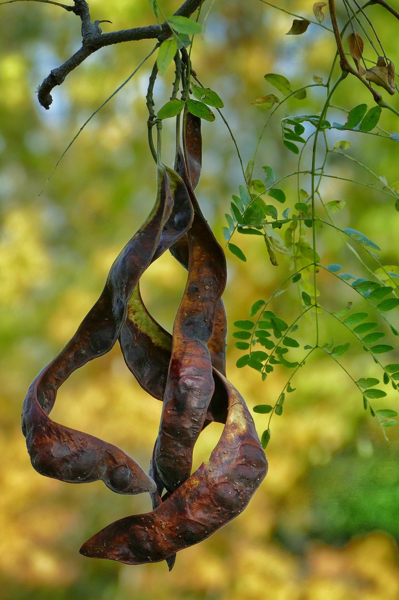 honey locust seedpods 