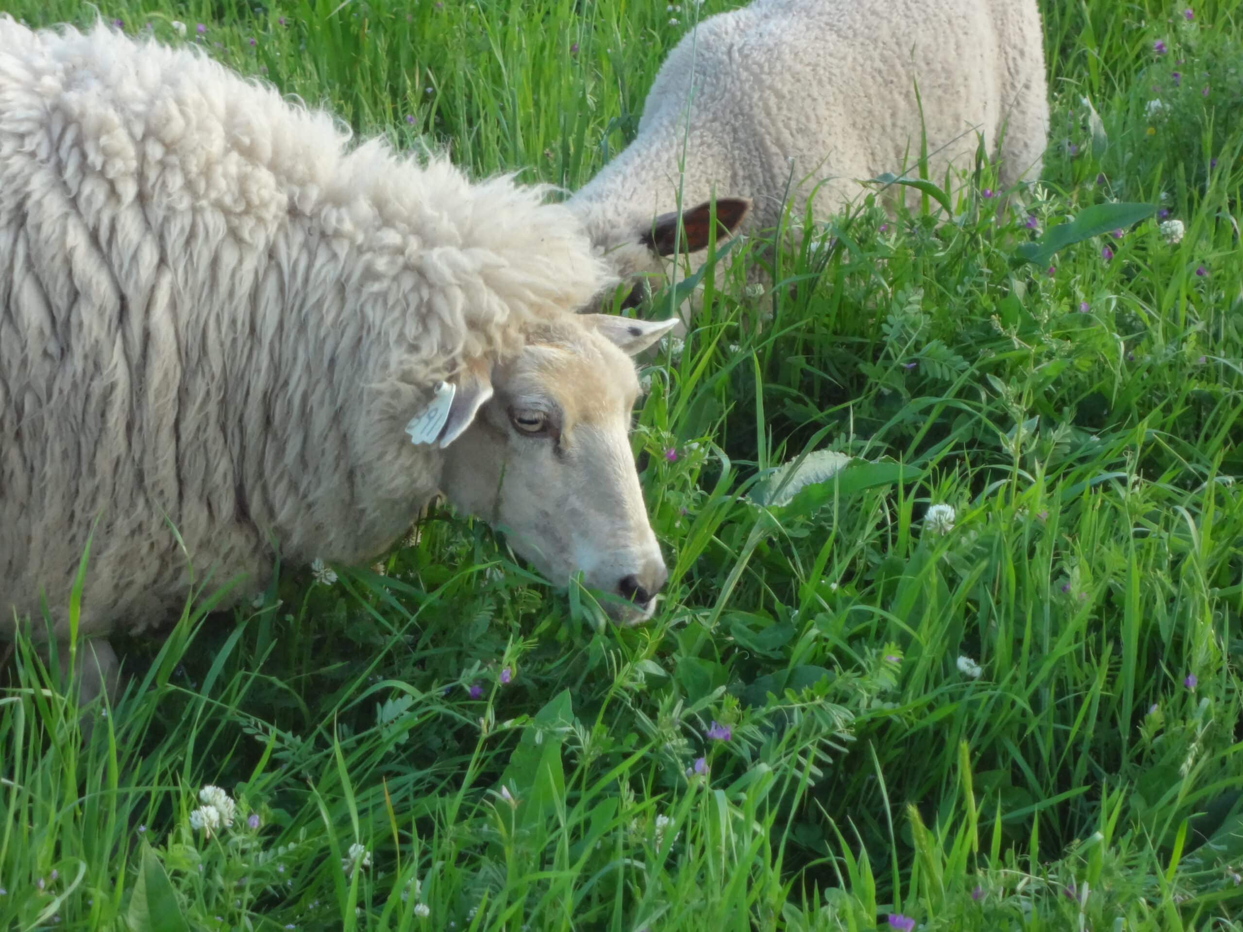 grazing sheep