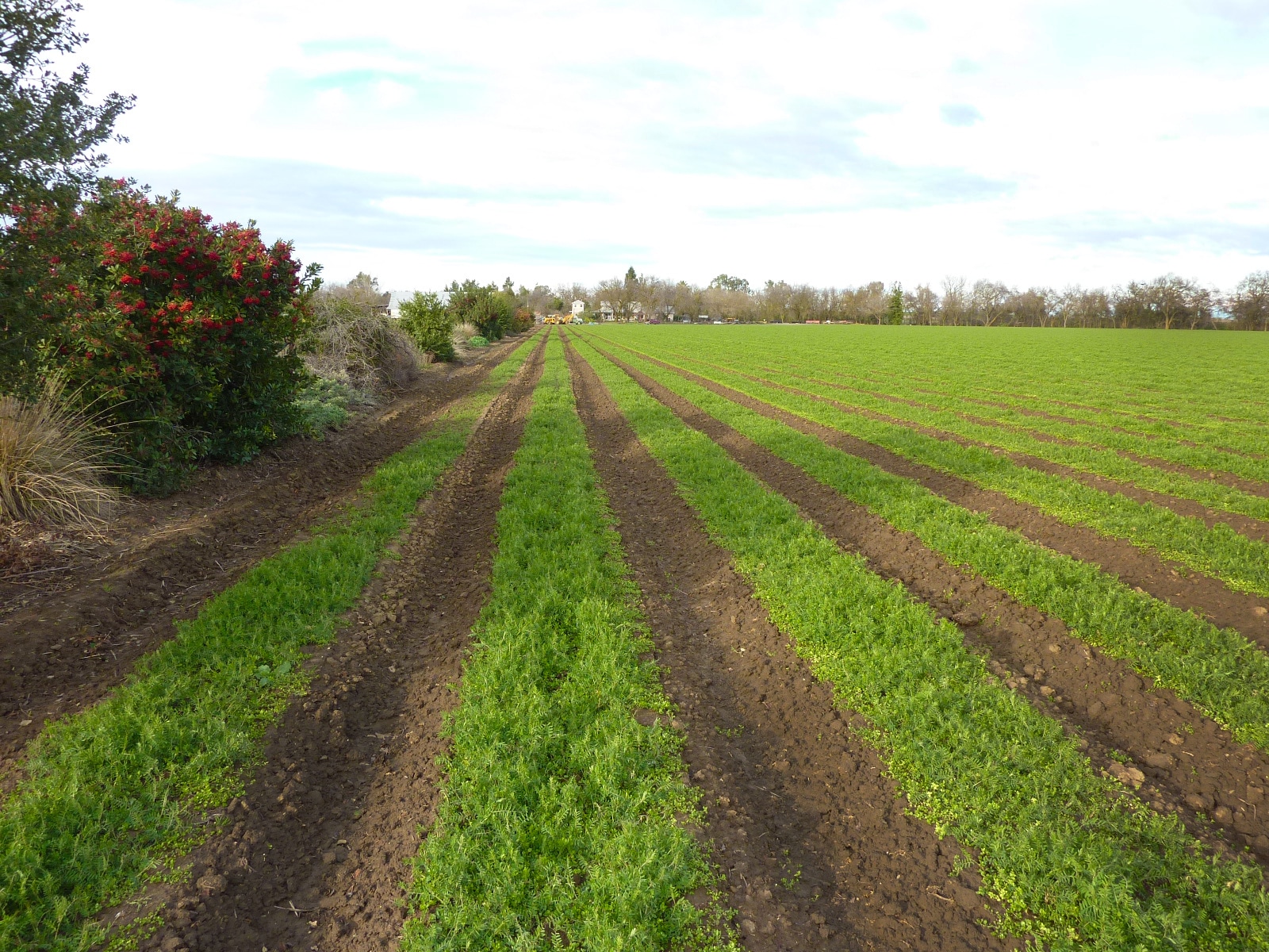 Raised beds with vetch cover crop, which protects the soil and provides N. 