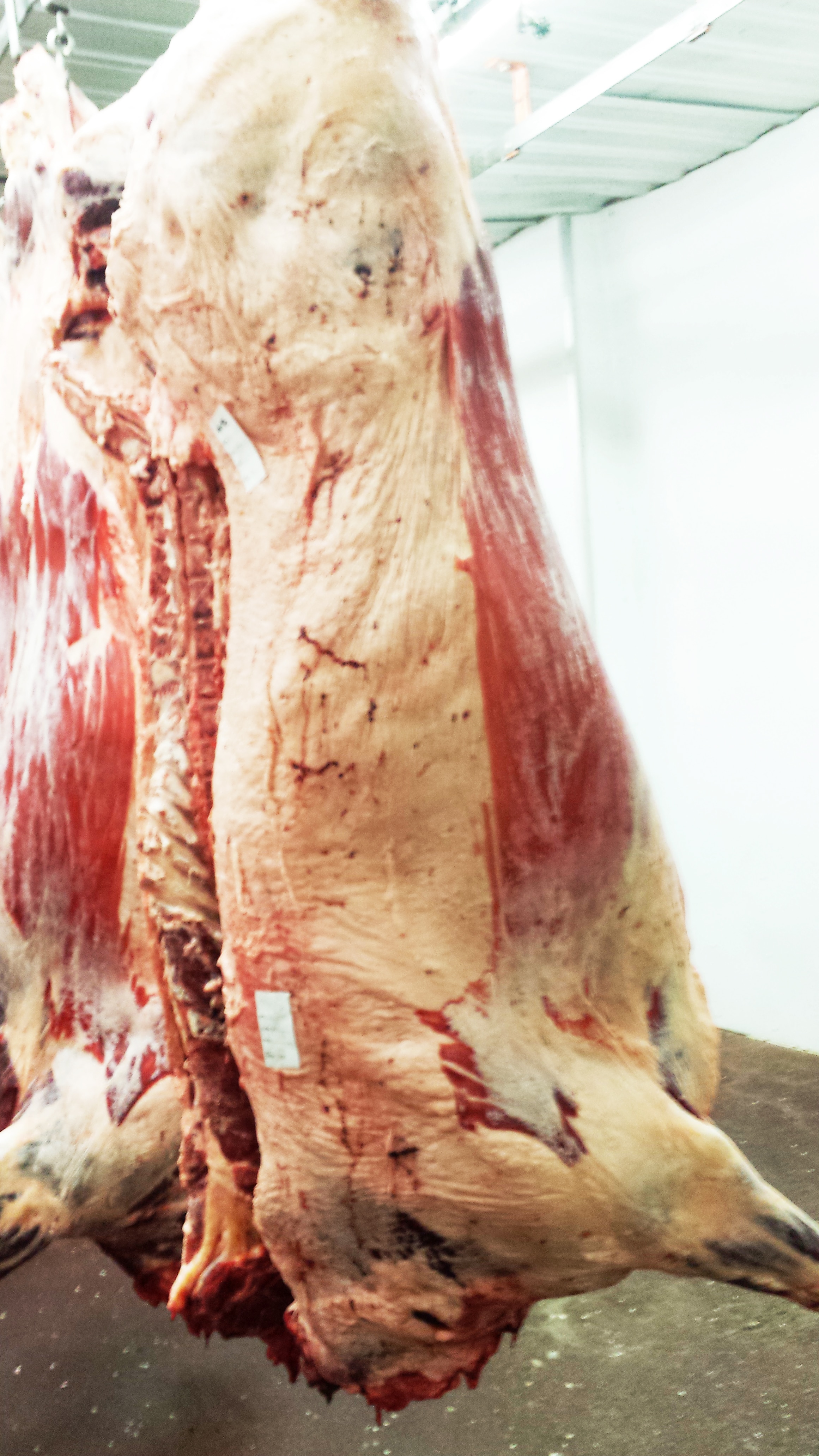 beef aging in cooler