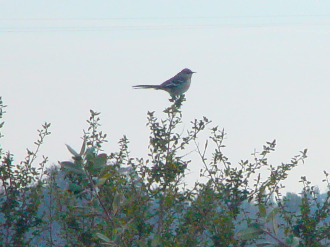 Bird resting on the hedge. 