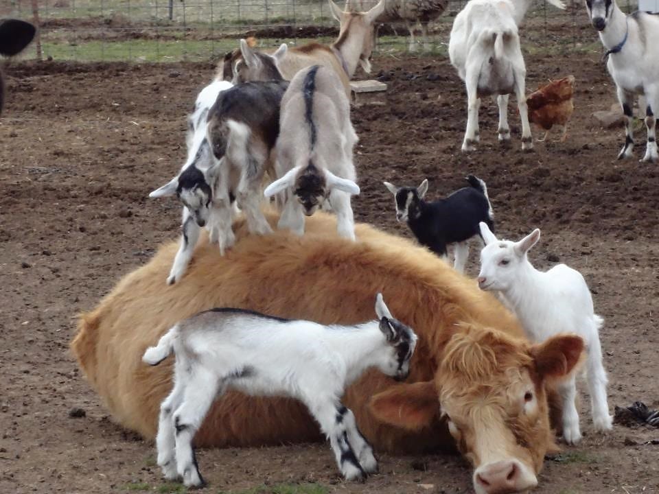 Dairy goat kids playing with a calf.