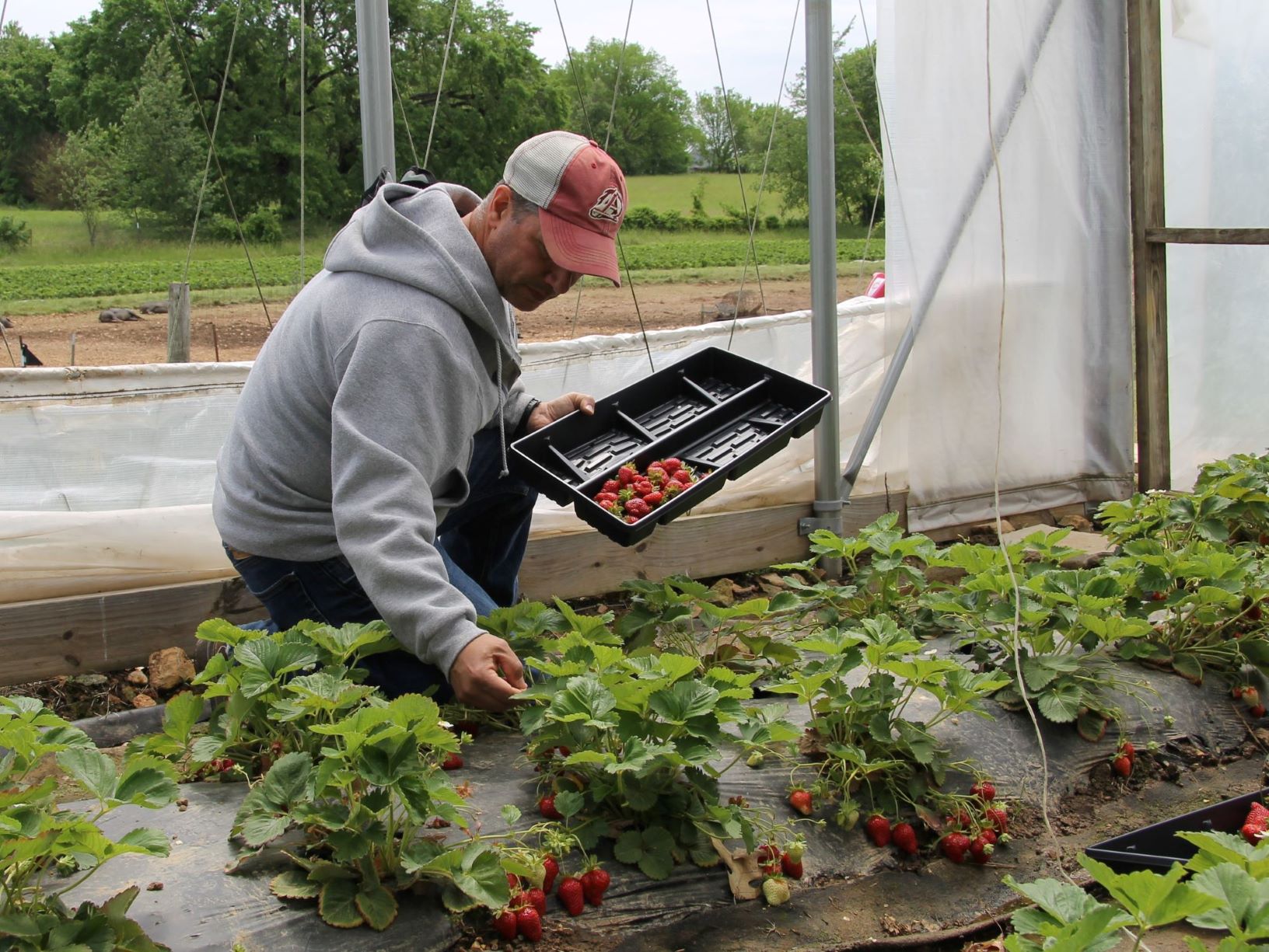 A veteran picks strawberries in a high tunnel.