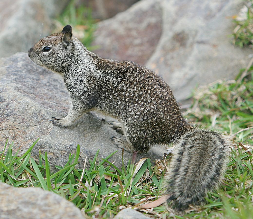 California ground squirrel