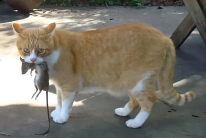 Cat with rat