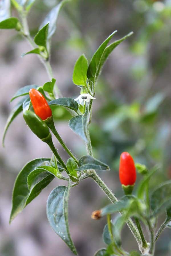 chili pequin