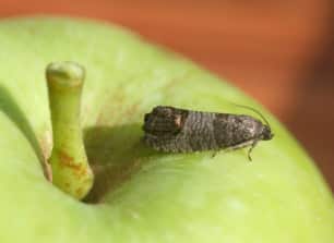 Adult coddling moth