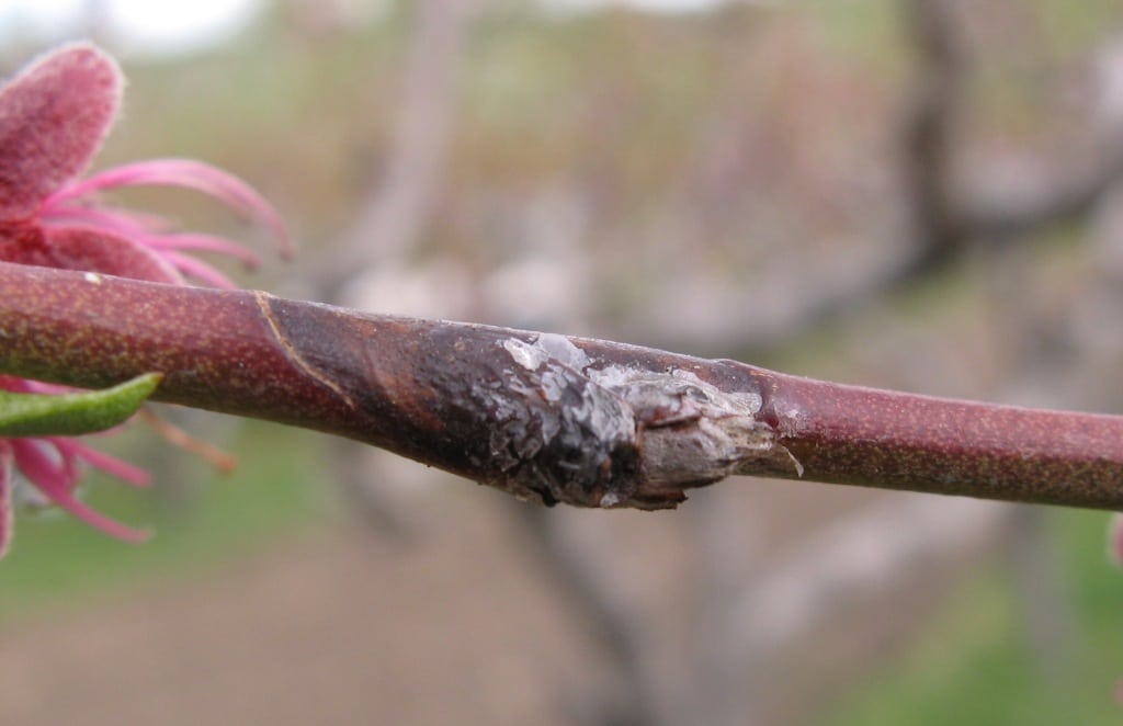 Coryneum blight