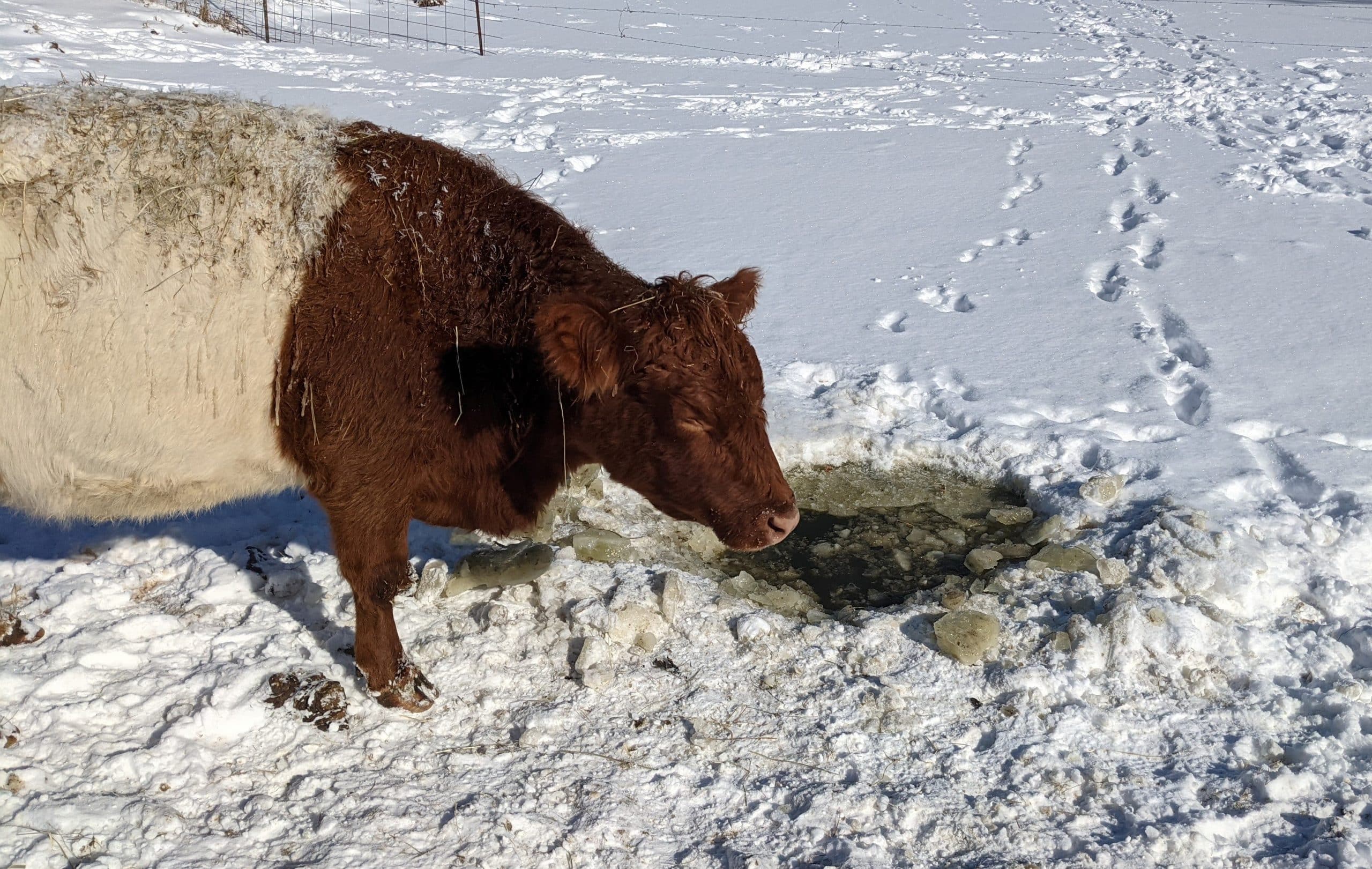 Cow at frozen pond