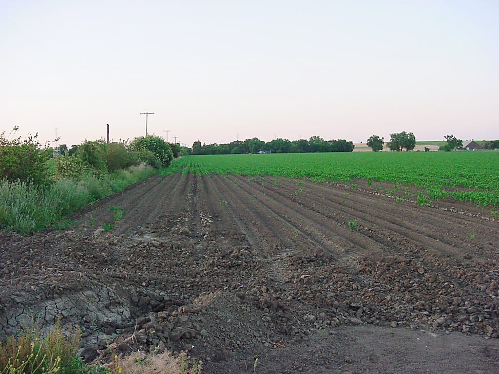Crop damaged by ground squirrels