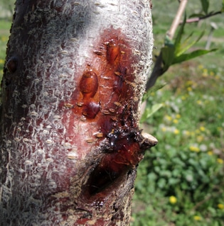 Cytospora Canker.