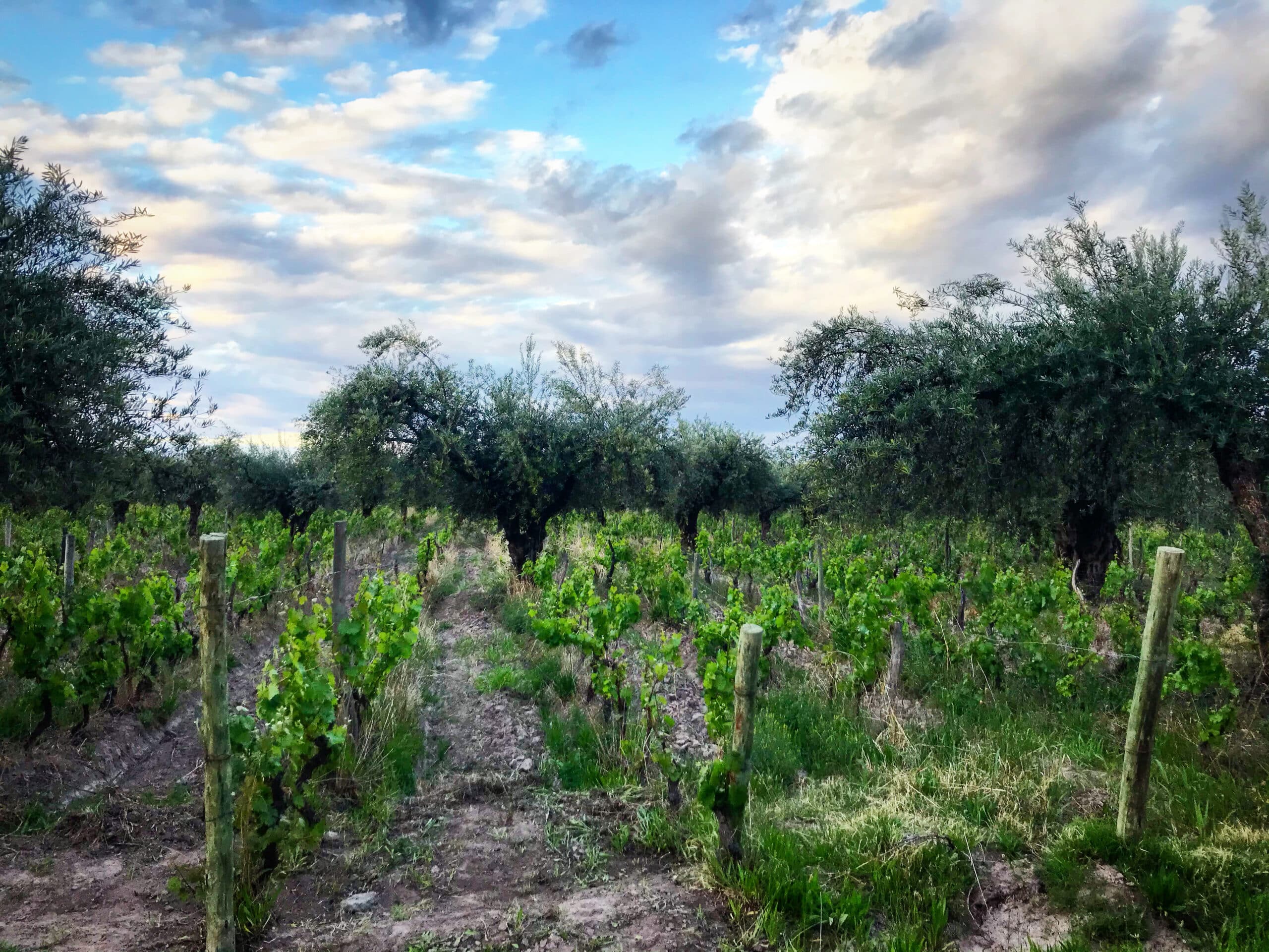 Olive trees intercropped with Cabernet Malbec grapevines