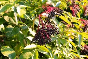 elderberry